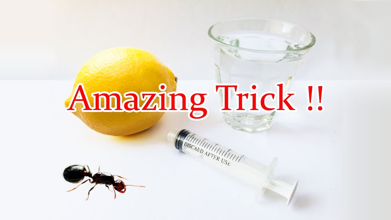 How to Catch a Queen Ant How to Catch a Queen Ant