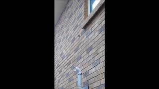 Famous Can Mice Climb Walls? Profile