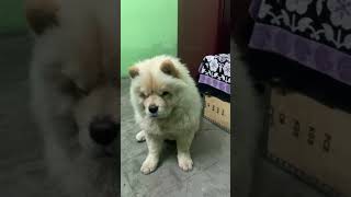 Chow Chow Training