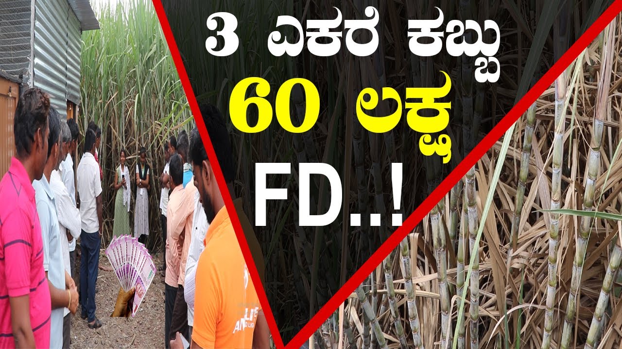 3 ಎಕರೆ ಕಬ್ಬಿನ ತೋಟದಲ್ಲಿ 60 ಲಕ್ಷ ನಿಶ್ಚಿತ ಠೇವಣಿ(FD)..! 60 Lakhs fixed deposit in 3 acre sugarcane farm