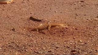 Bungarra eating baby rabbits