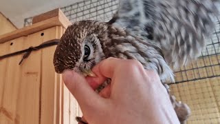 How the owls almost ate me, but they bit me. Visiting birdwatchers @МаМайка