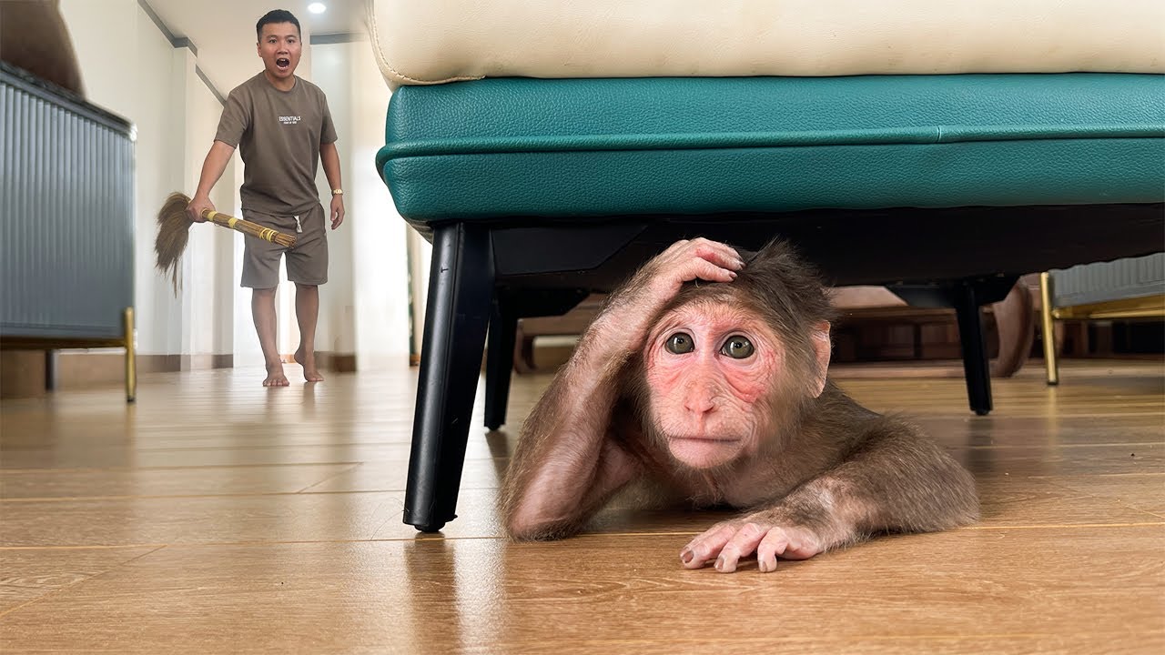 Cubis Monkey Runs Away From Dad's Anger! What Will Happen?