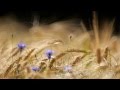 Summer 2013, crop fields, Bokeh!