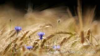 Summer 2013, crop fields, Bokeh!