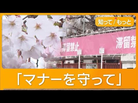 桜隠すピンクの幕が名所・目黒川に　「滞留禁止」「一方通行」注意呼びかけ【知ってもっと】【グッド！モーニング】(2026年3月27日)