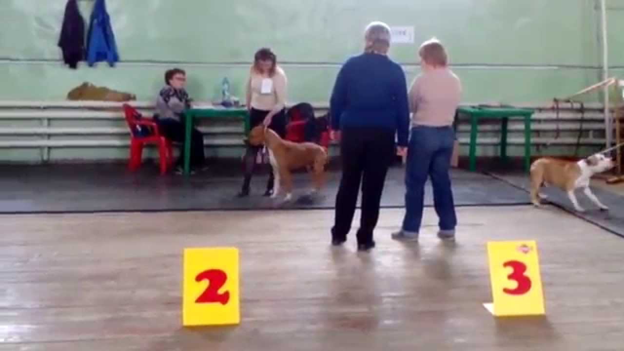 Всероссийская выставка 18.04.15 Каменск Уральский,.кобели юниоры