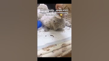 Any donation counts and will be appreciated 🙏 Link in the bio to donate #repost #catrescue #rescue