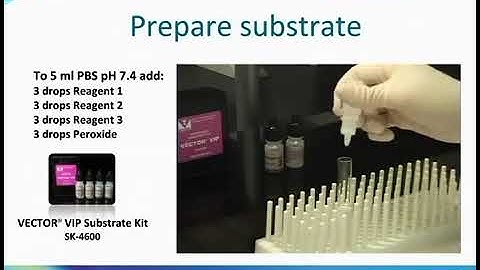 Tissue staining with VIP Peroxidase Substrate Kit from Vector Laboratories