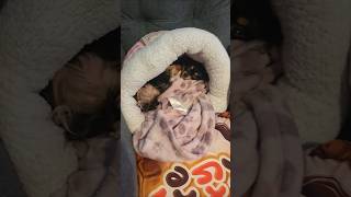 Chi Chis Everythings A-Okay