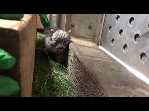 Snow Leopard Cub Gets Unique Physical Therapy Regimen