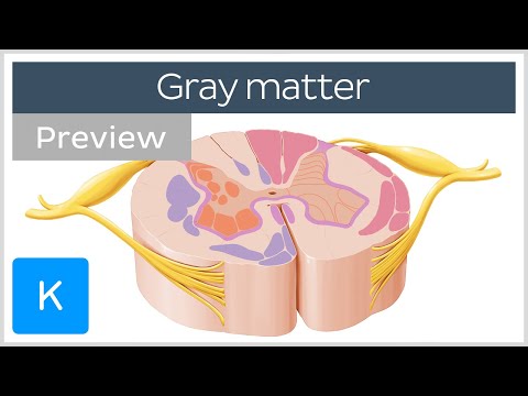 Gray matter: spinal cord section (preview) - Human Neuroanatomy | Kenhub