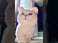 Cute Cat Moments That Will Make Your Day!😍😍😍#catlover #cats #catshorts #viralshorts
