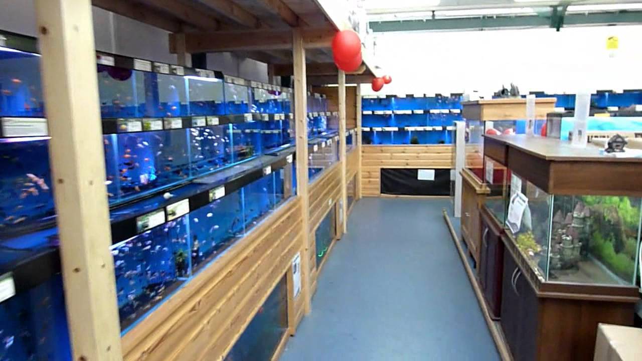Maidenhead Aquatics Braintree Tropical Fish Store YouTube