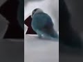 Vibe bird