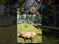 Showing Off My Meat For The Hunter