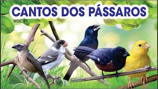 Canto dos Pássaros  Parte 01  #videos #curiosidades #passaros