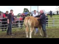 Ballina Show 2016