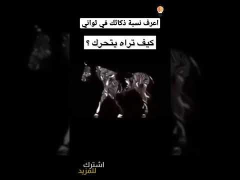 فيديو: هل كان متوسط الذكاء؟