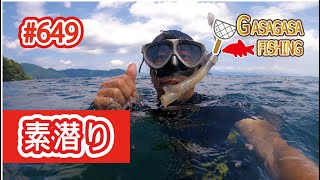 琵琶湖岩礁地帯の昼間に潜ってみたら！魚たちの楽園やった！