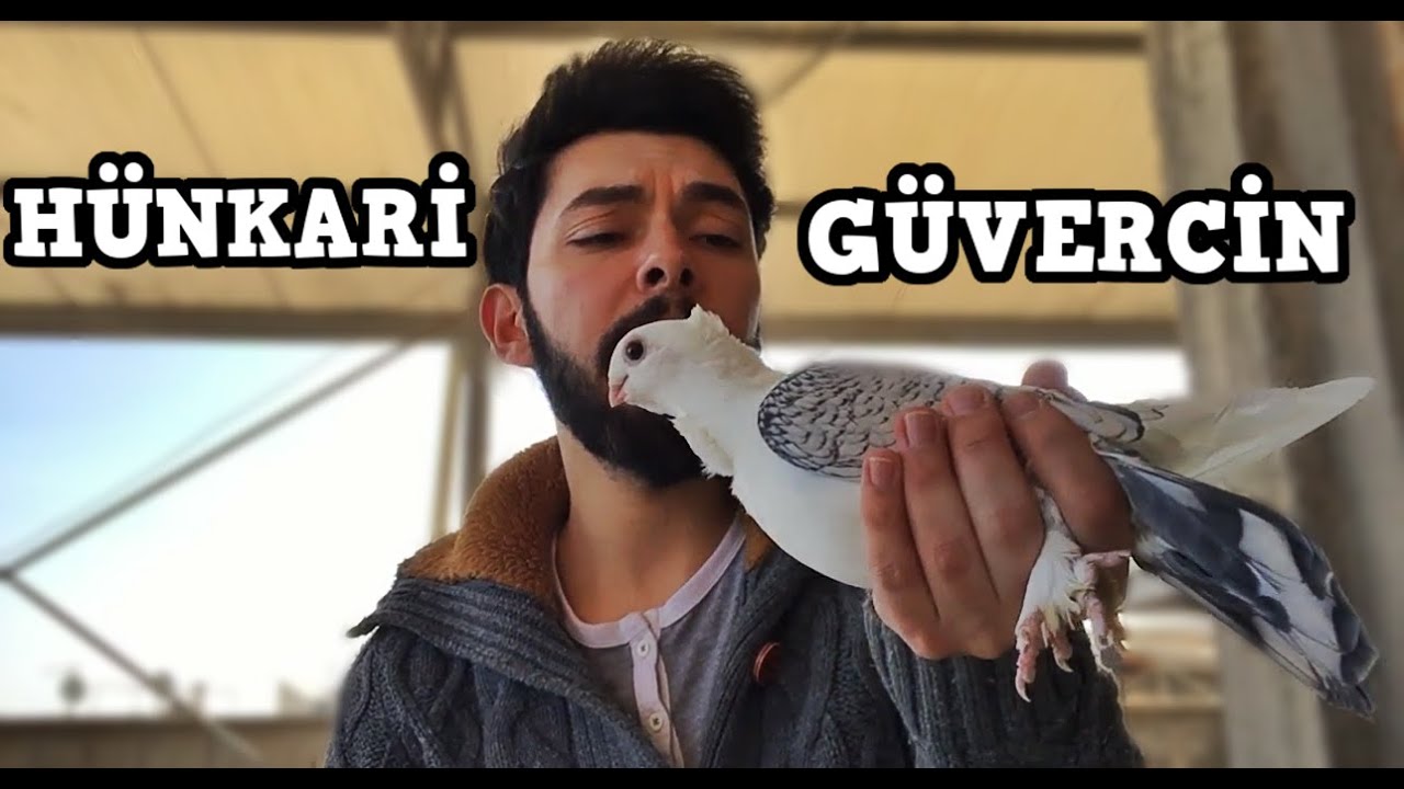 HÜNKARİ GÜVERCİNİ