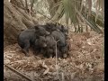 Episode 5: Amazing Footage of a Wild Pig FARROWING NEST & Biology