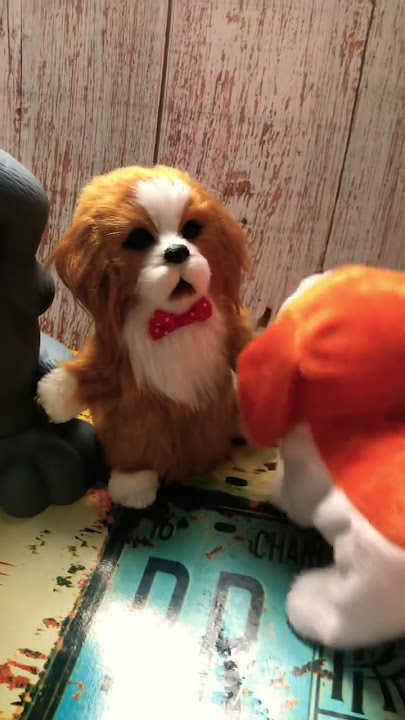 Omg 😱 haha why so cute? #funny #cute #youtubeshorts #trending #cat #dog