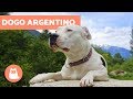 Dogo argentino - Características y adiestramiento の動画、YouTube動画。