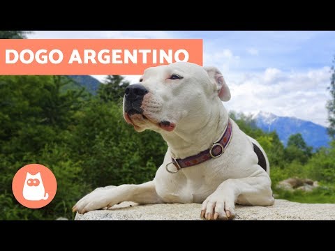 Video: Perro de campo: descripción, características de lucha y estilo de vida