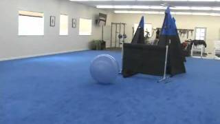 Are You OVER TRAINING Your Dog