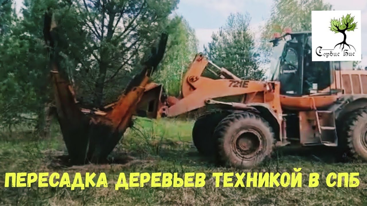 Пересадка деревьев в СПб - YouTube