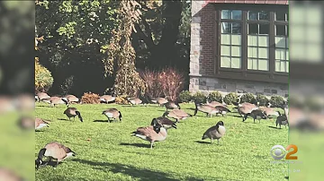 Canada goose population a major nuisance on Long Island