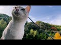 くっつき虫だらけで帰ってきた小太郎くん