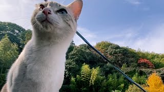 天高き秋、くっつき虫だらけで帰ってきた猫の小太郎くん