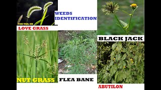 PICTURES &  NAMES OF WEEDS