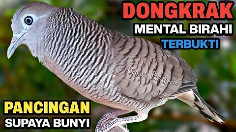 Perkutut lokal gacor RAJA PIKAT ini ahlinya bikin semua burung perkutut gacor nyaut