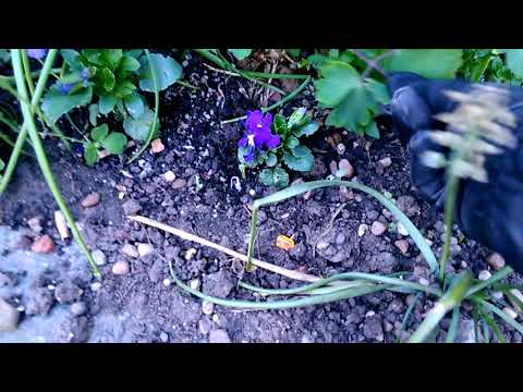 วีดีโอ: วิโอลา (57 ภาพ): การปลูกและการปลูกดอกไม้ประจำปีและไม้ยืนต้น, การดูแลสวนไวโอเล็ต, พันธุ์ไม้วิโอลาบึงและ Cornut