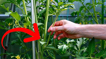 NEVER REMOVE THIS SUCKER FROM TOMATOES