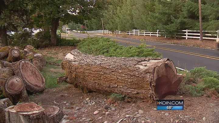 Homeowner billed $14K for refusing to cut down tree