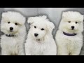 A cloud with legs  the most adorable samoyed puppy 