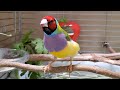 【コキンチョウの鳴き声 オス】カラのさえずりです （3才5ヶ月）pinohana　Gouldian finch　chirping