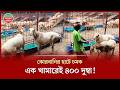 কোরবানির হাটে চমক মরুর প্রাণী দুম্বা, দাম ছুঁয়েছে ২ লাখ! | Qurbani | Dumba Price BD