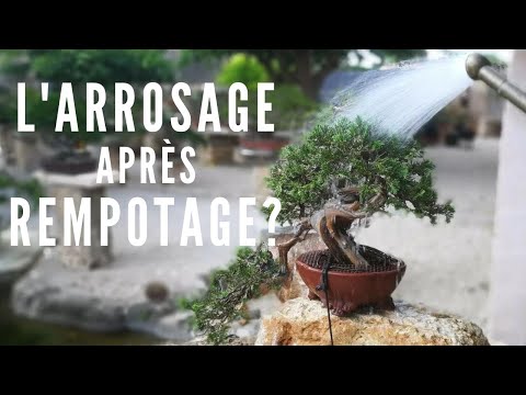 l'ARROSAGE après REMPOTAGE ?