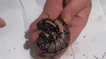 How to litigatie your ball pythons umbilical cord😱🤔