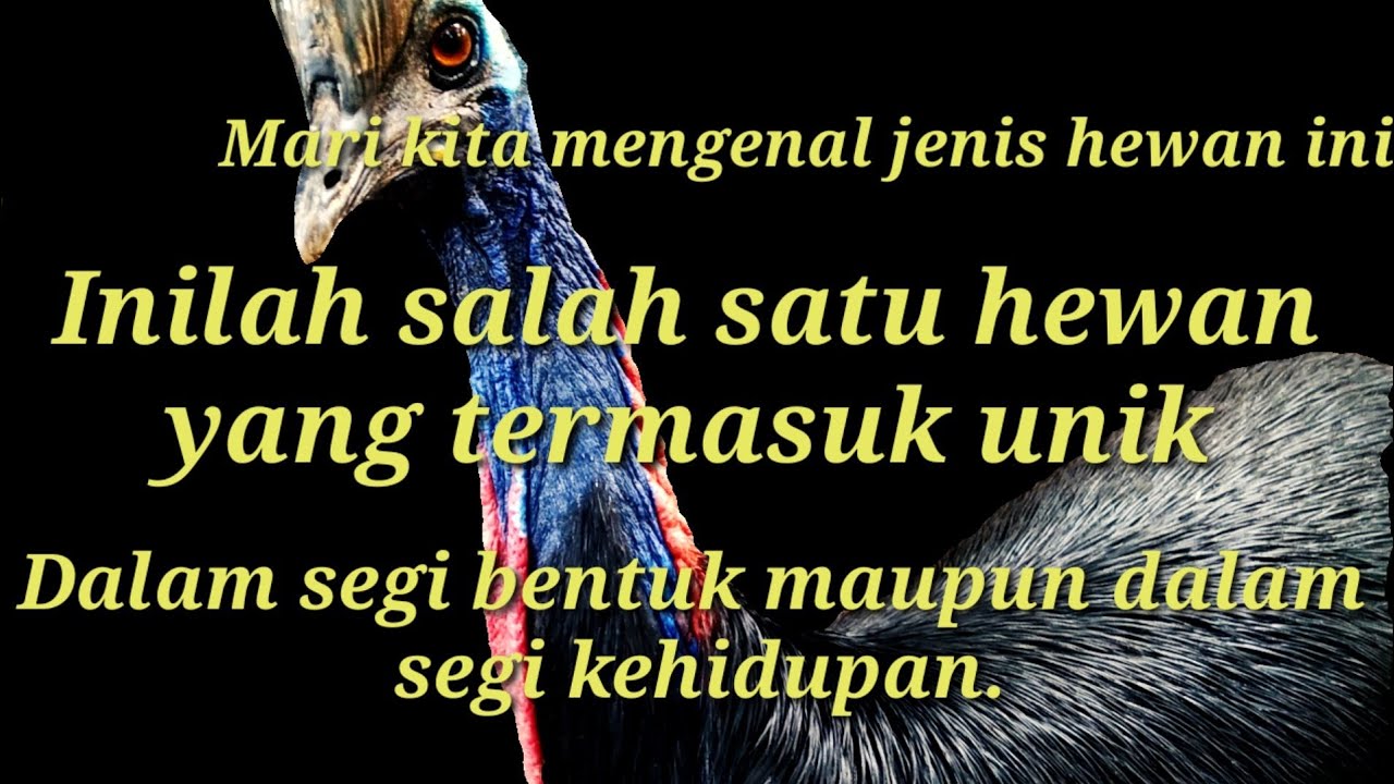 Pesona Indonesia Burung Kasuari Asli Indonesia Youtube