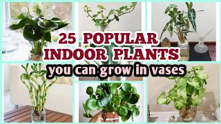TOP 25 POPULAR INDOOR PLANTS YOU CAN GROW IN VASES #Houseplants