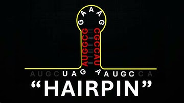 What Are Hairpins? (RNA Secondary Stuctures)