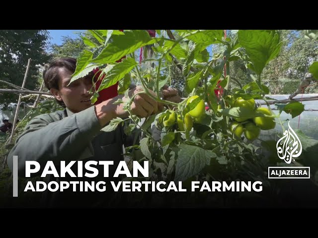 Pakistan vertical farming: Farmers adopt new methods to boost crop yield