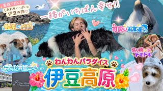 【犬連れ旅】3ワンズと行く『わんわんパラダイス 伊豆高原』｜イルカ・プール・絶景・グルメ・温泉も！笑いがとまらない2026夏旅🐾