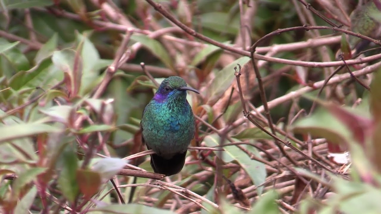 Birds of Costa Rica - Hummingbirds